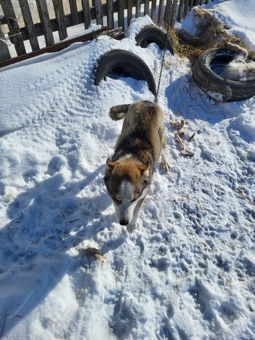 Продам собаку  хаски девушка