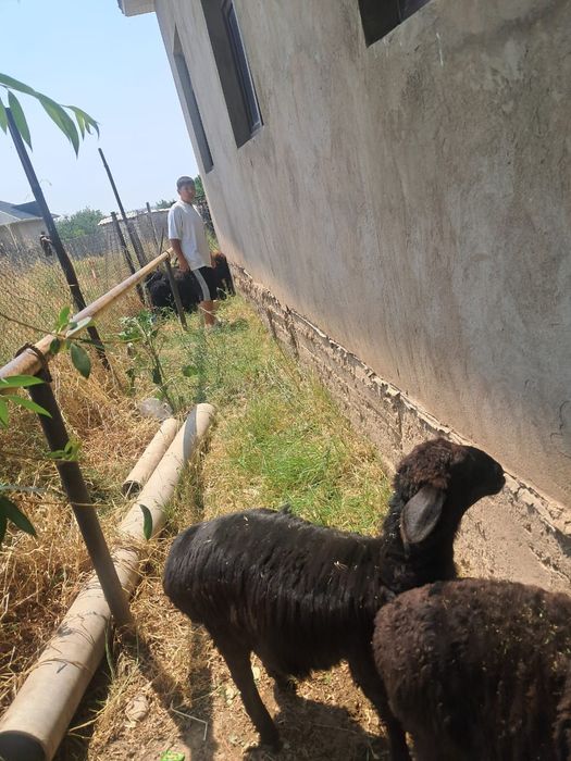 Кой козы кошкар бар 40мынан 70 мыңға дейн