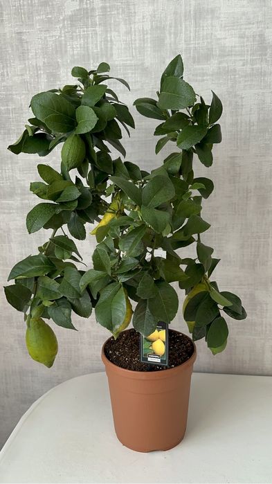 Цитрусовые деревья