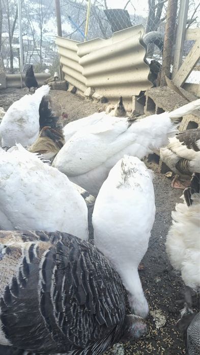 Продам индюков в Бостандыкском районе.