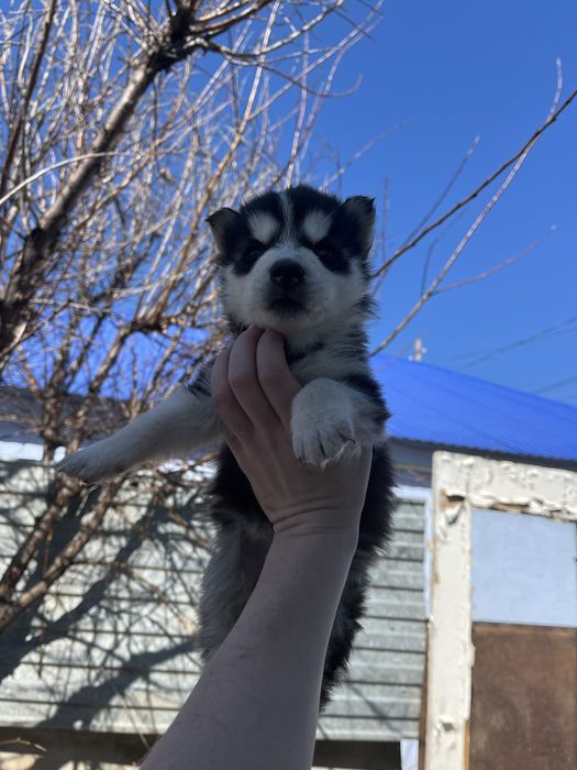 Продам  щенка Сибирской хаски