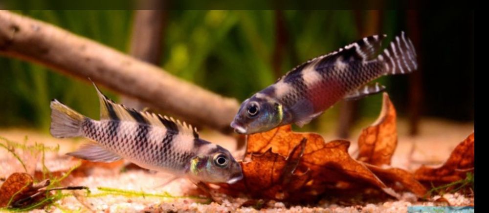Аквариумни риби африкански цихлиди от езерото Танганика