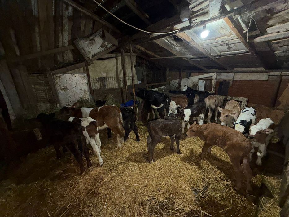 Vitei taurasi si femele de rasa sugari-intarcati