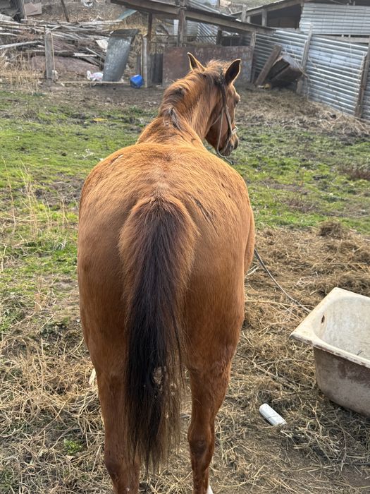 Продаем кобылу чистокровка