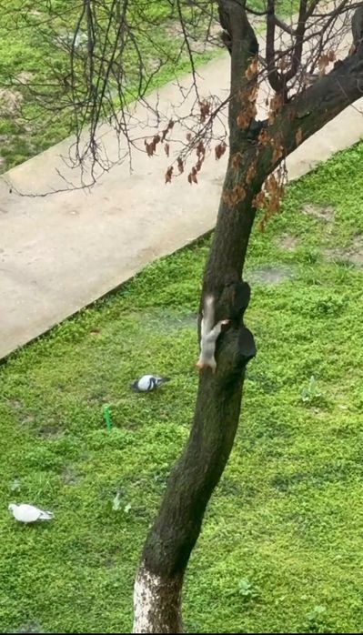 3/4/9 Корасу 1,Ипотека доступна,75 кв/м,полностью укомлектованна,своя.