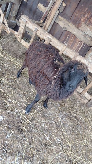 Продам овцематок