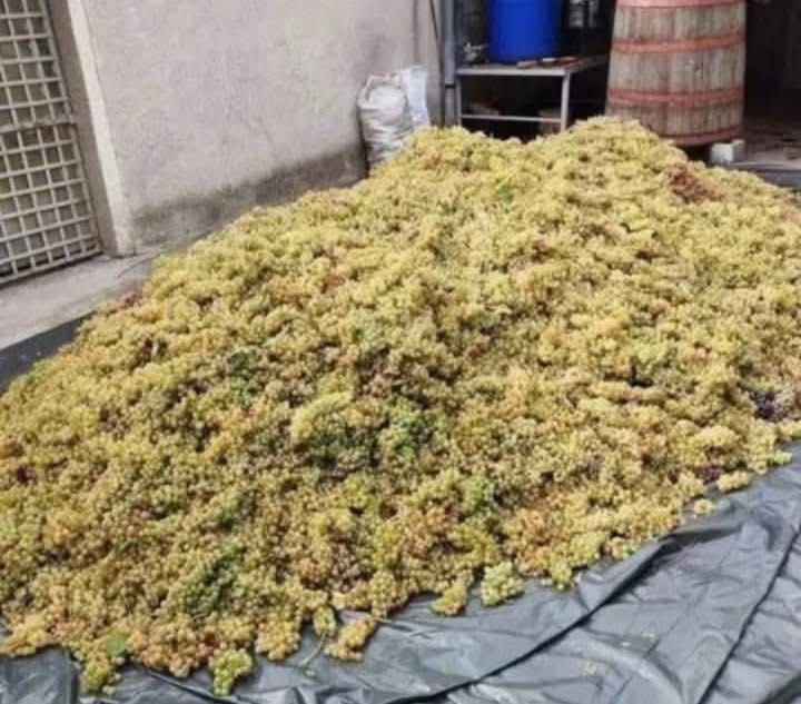 Vând struguri de vin