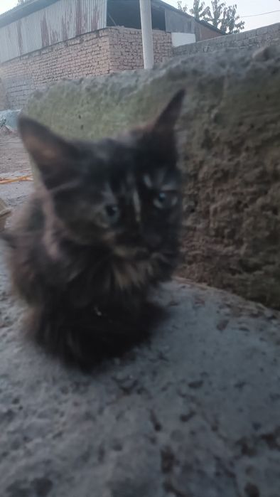 Отдаю бесплатно котенка