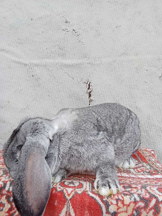 Vand iepuri berbec german