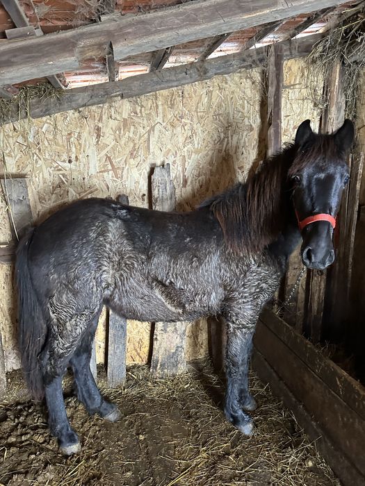 Disponibil cârlan 1,6 ani