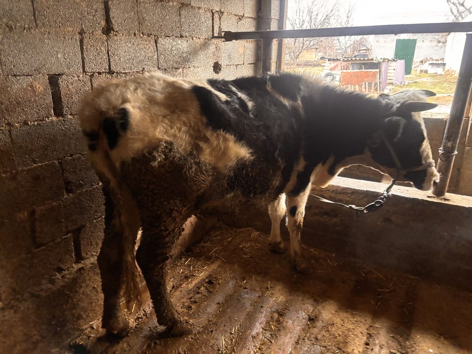 Сиыр бірінші тума буаз құнажын сатылады