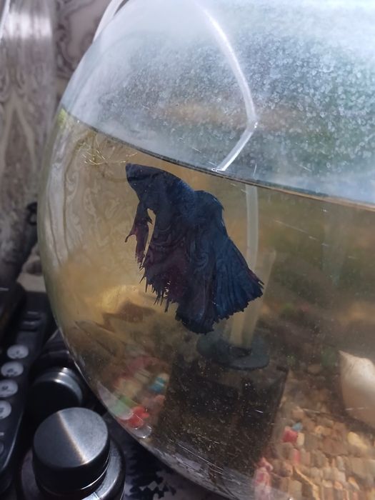 Питишок сатылады