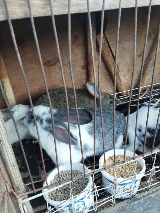 Продам кроликов домашних