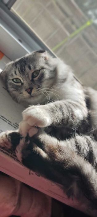 Отдам кота в добрые руки