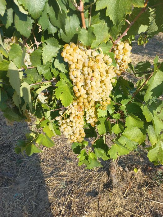 Vand Struguri Vin Feteasca Merlot