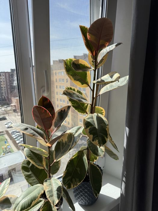 Продаю фикус тенеке