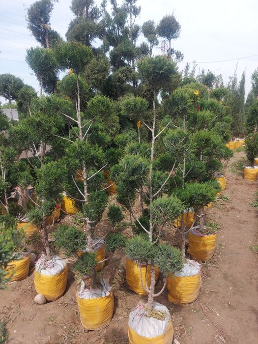 pesarda palma  atirgul shtampa.qiligan