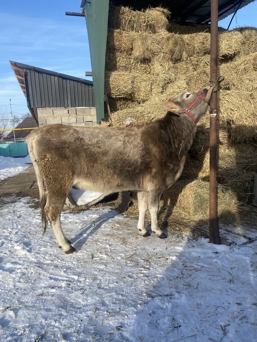 Продам первотёлку