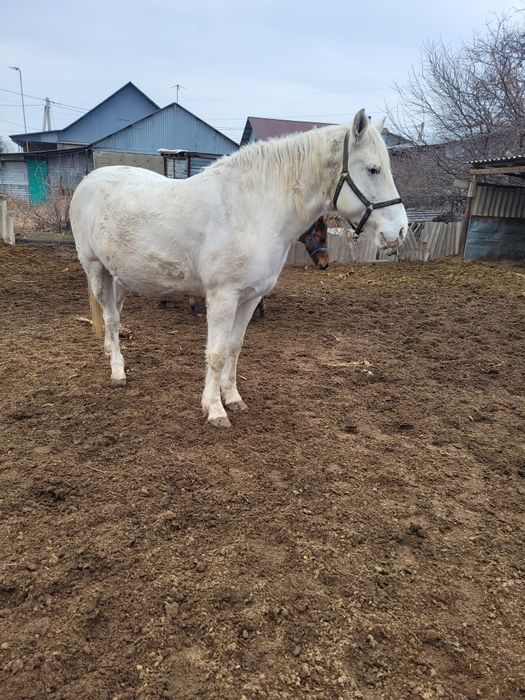 Жорга бие, кабыла.