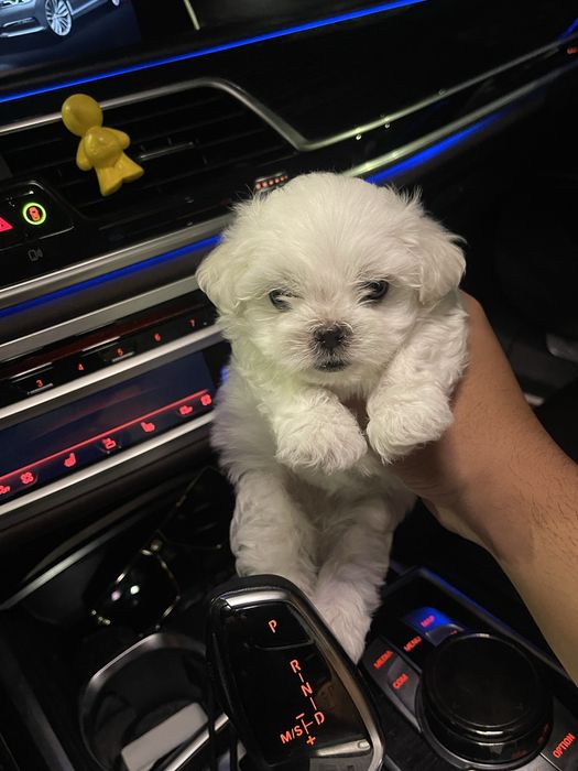 Bichon Maltez mini toy