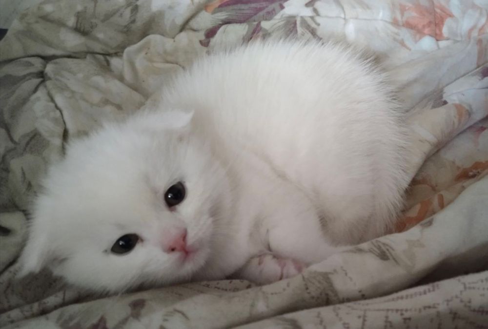 Scottish Fold mushuk sotiladi
