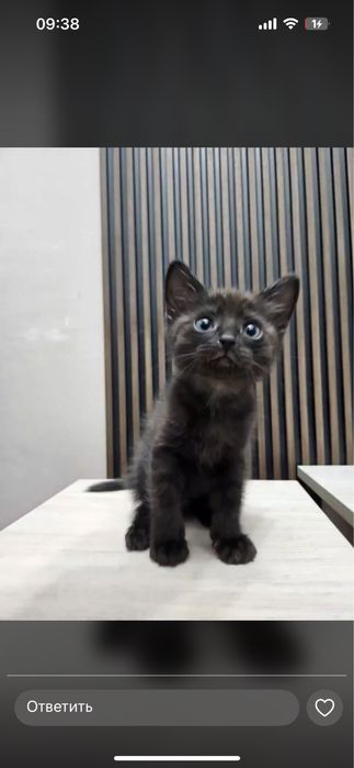 Отдам черного милого котенка
