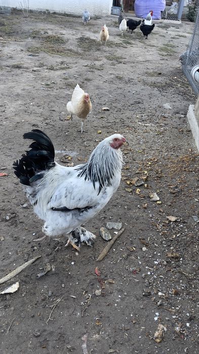 Продам цыплят 3-4месца, Брамы, Виандот
