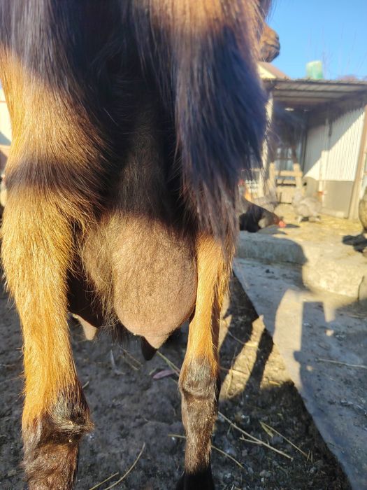 Vând schimb capră.