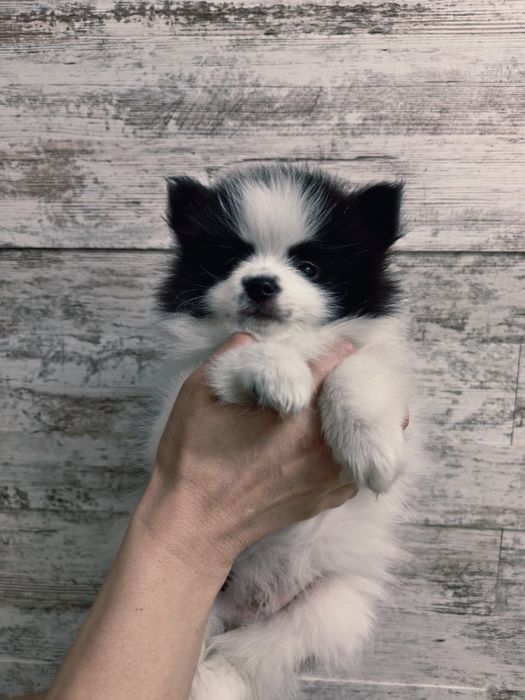 Продается миниатюрный шпиц