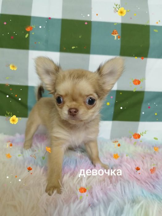 Чихуахуа миники щенки