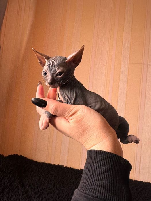 Котенок девочка сфинкс