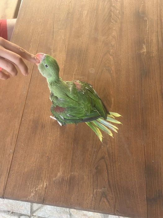 Голям Александър