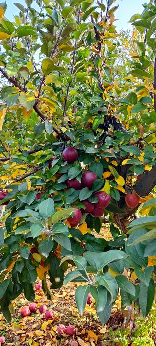 Suc din  mere fara conservant sau e-uri