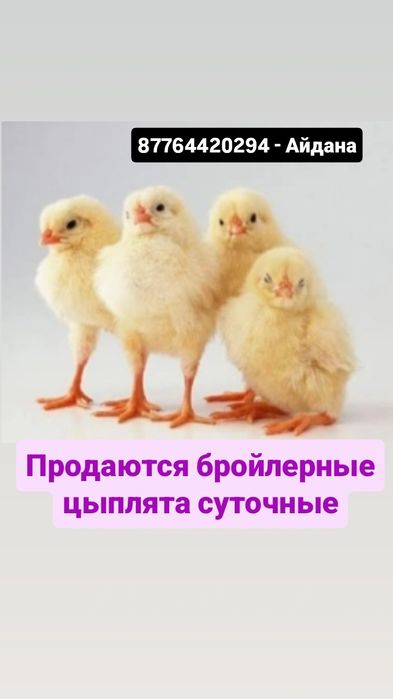 Бройлерные цыплята