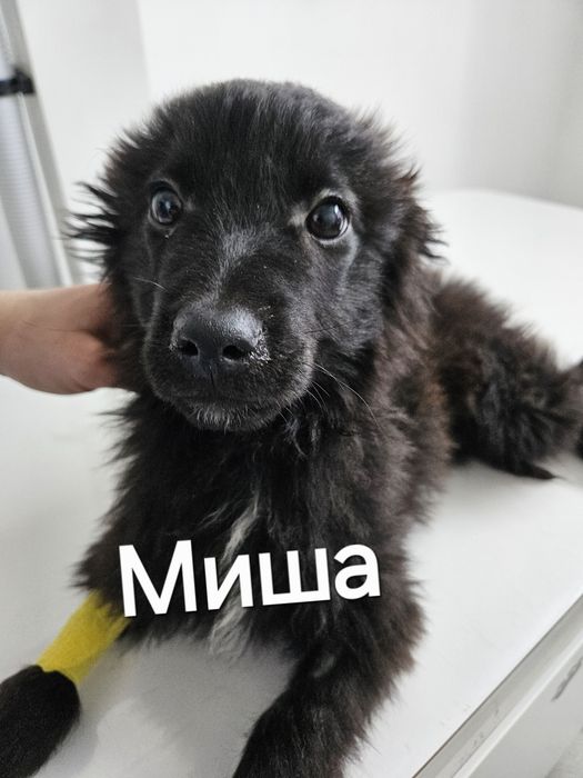 Ищем дом для щенка