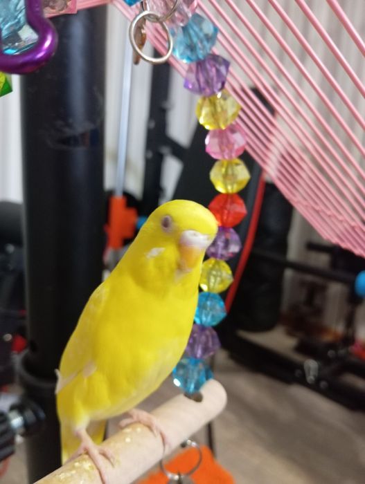 Продаётся попугай