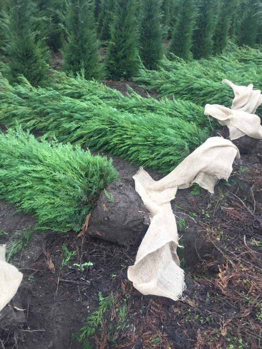 Tuia leylandy pentru gard viu 1.4-3m