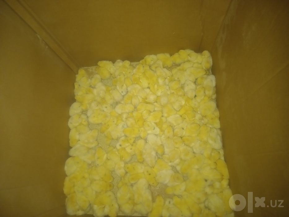 Tez o'suvchi jojalar garantiyasi bilan
