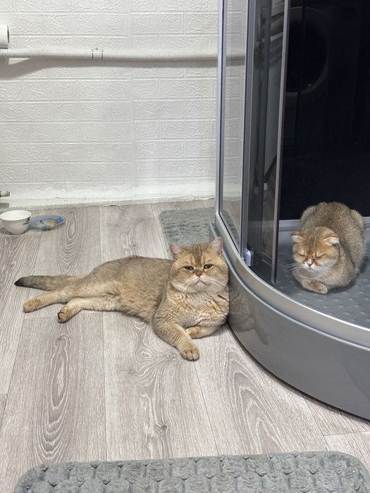 Вязка шиншилловых кошек