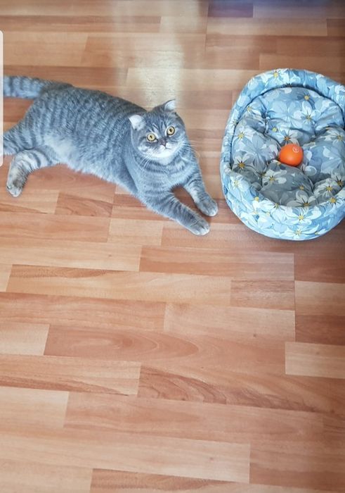 Передержка Ваших кошек