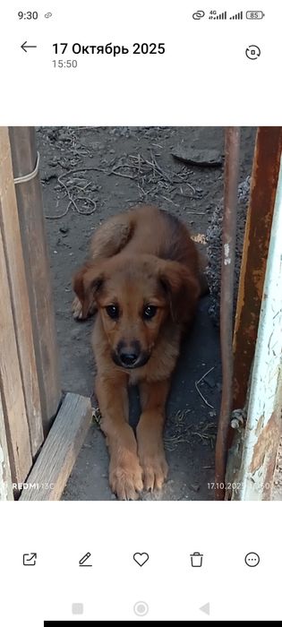 Отдам   бесплатно   3  месяца. Ит боласини   текинга  бераман