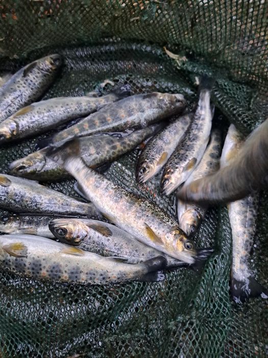 Pastrav puiet de anul trecut