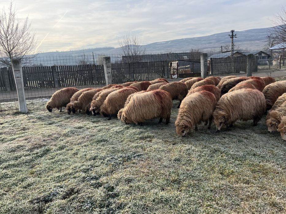 Vand oi tinere genstante