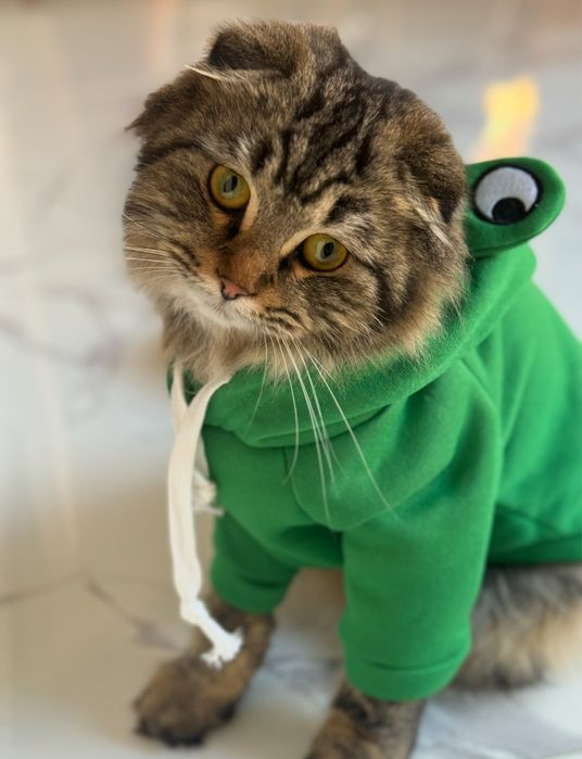 Продается кошечка