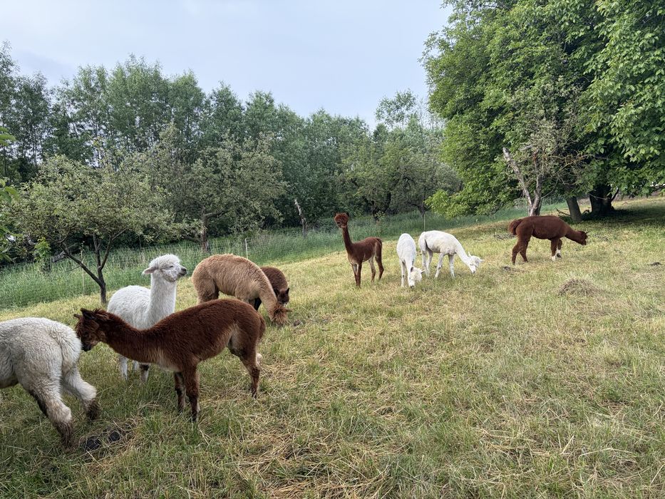 Alpaca de vanzare/femele/masculi/pui