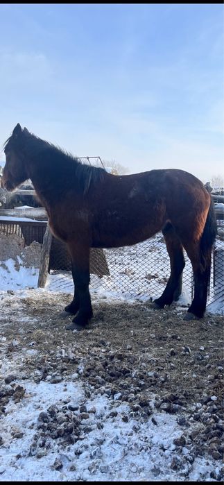 В продаже жеребец !