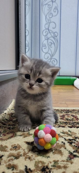 Котята скотиш страйт