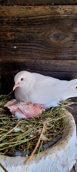 Turturele răzătoare