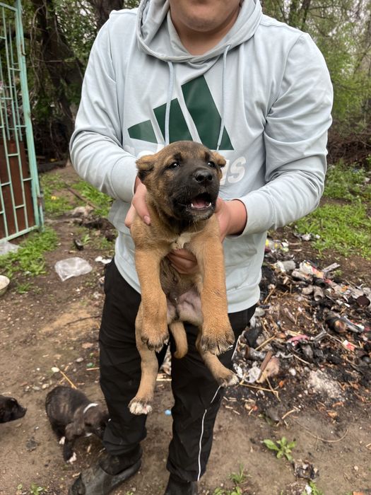 Продам смесь Питбуль и Алабая