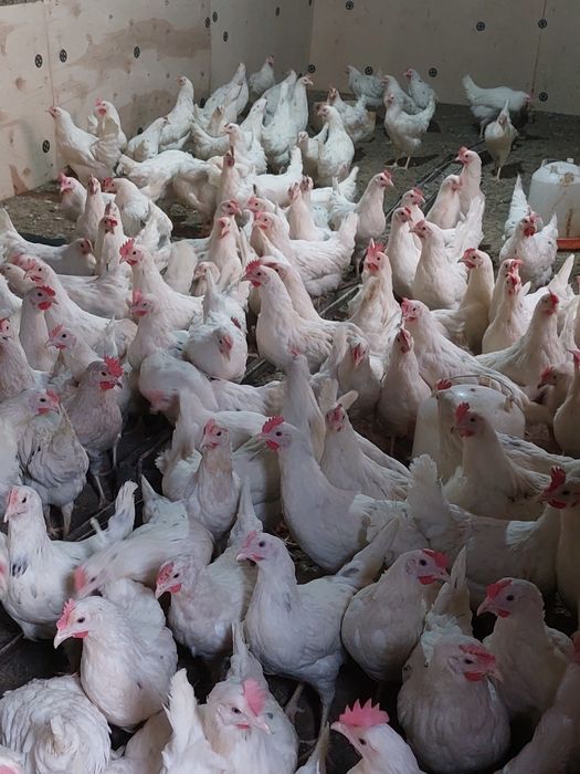 Куры несушки кросс Коралл